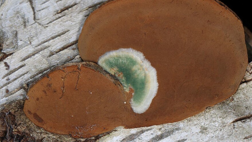 Iskoristite gljive za zaštitu bilja