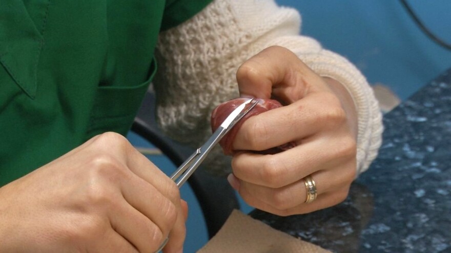 Ne rizikujte, odnesite meso od svinjokolja na kontrolu