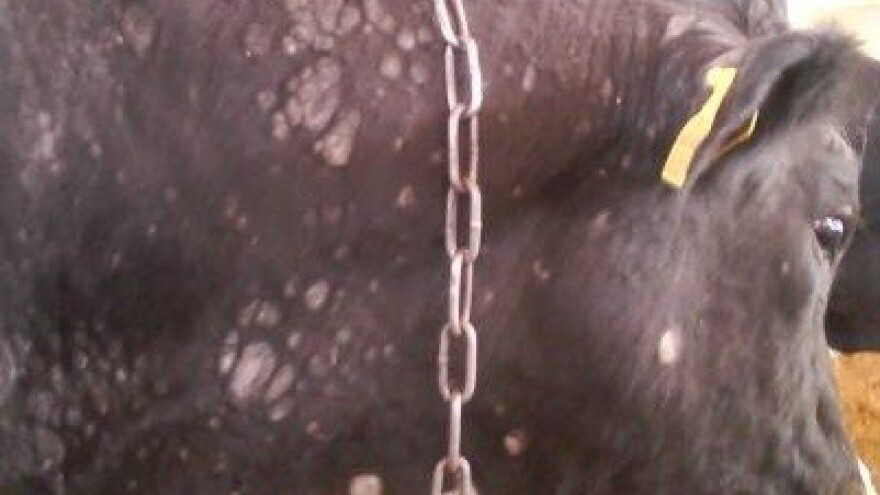 Što je trihoficija goveda i kako se liječi?