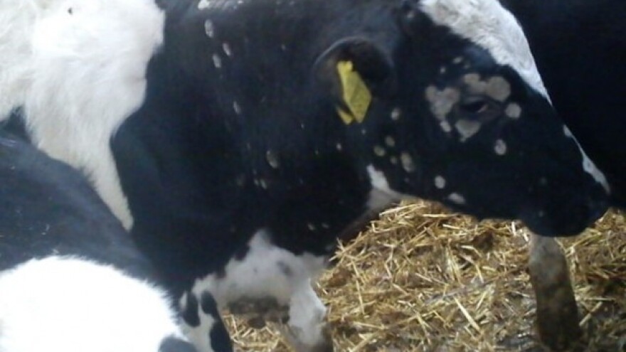 Što je trihoficija goveda i kako se liječi?