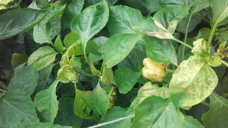 Kemijska ili biološka zaštita paprike od tripsa?