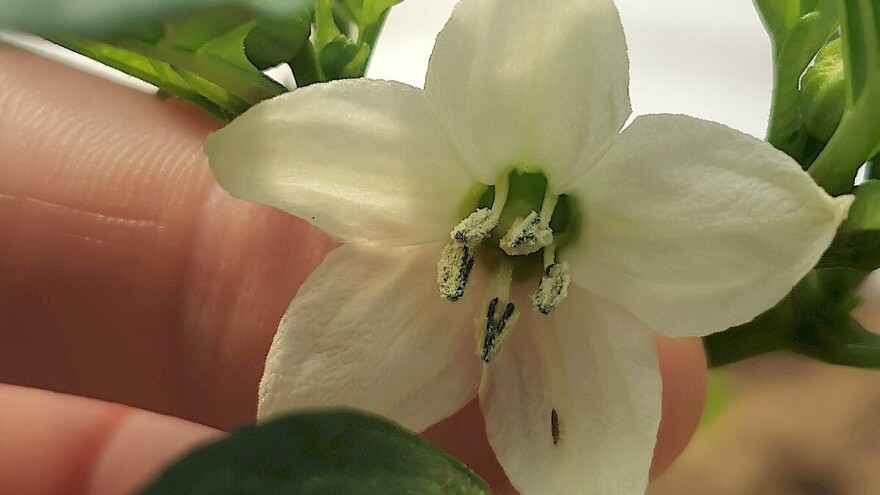 Trips ugrožava papriku i paradajz - važno primeniti sve mere zaštite