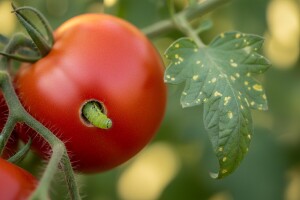 Tripsi, grinje i gusjenice na povrću