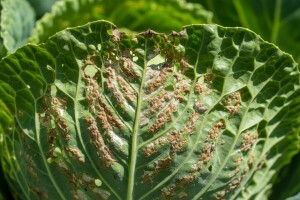 Tripsi - nametnici povrća i cvijeća