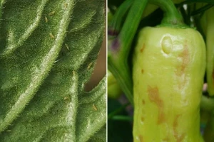Tripsi u plasteniku: Mali insekti, veliki problem