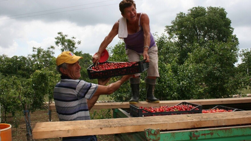 Posolica pa kiša prepolovile urod trešanja, braća Mijac popucale plodove pretvaraju u rakiju