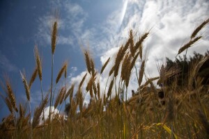 Tritikale u ishrani stoke u usporedbi sa drugim žitaricama
