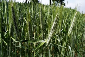 Stočni grašak i tritikale: Na vrijeme planirati pripremu hrane za stoku