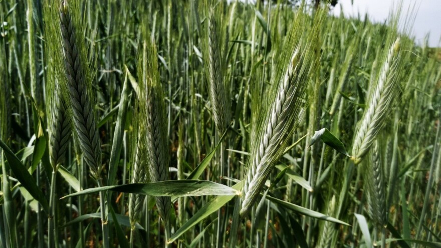 Krmni grašak i tritikale: Na vreme planirati pripremu hrane za stoku