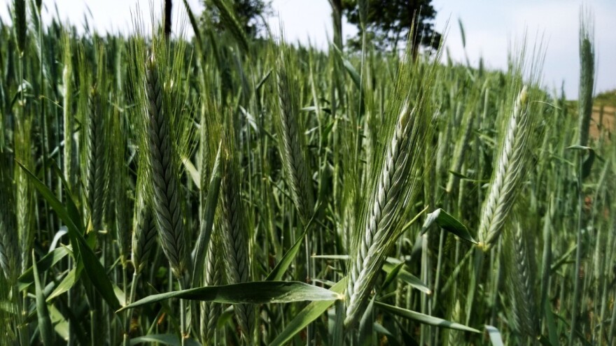 Sve prednosti proljetnog tritikalea: Sjetva u martu, u žetvi zrno se ne osipa