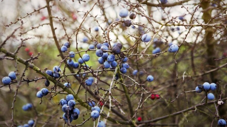 Divlja rođakinja šljive u proizvodima OPG Završki