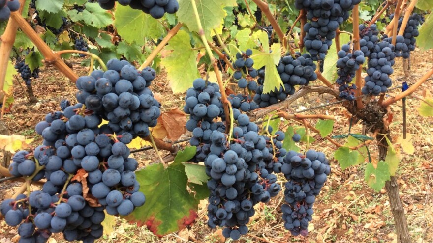 Klonska selekcija sorata kujundžuša bijela i trnjak crni