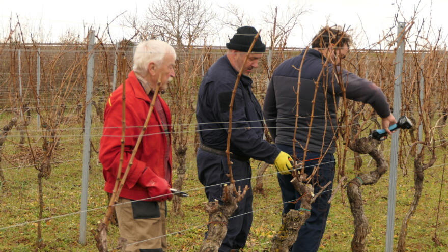 U rezidbi vinove loze ne koriste pile, a imaju i način kako izbjeći širenje Eske