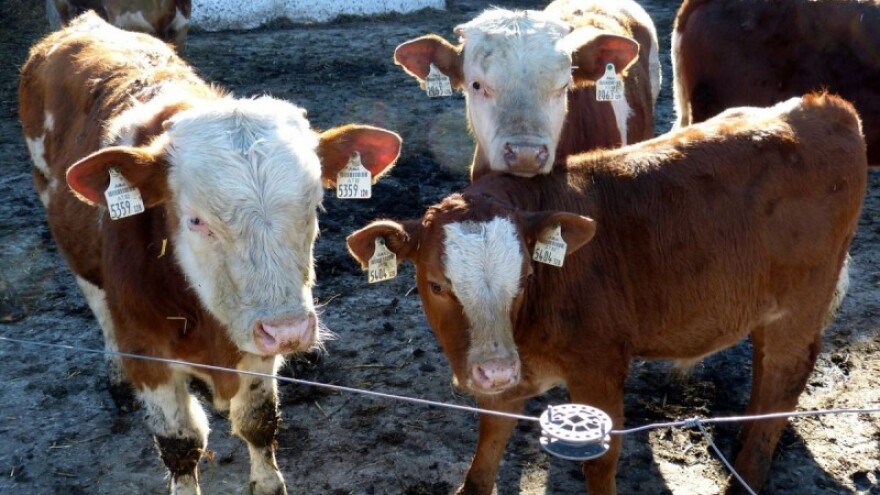 Kod Ludbrega krava otelila zdrave ženske trojke