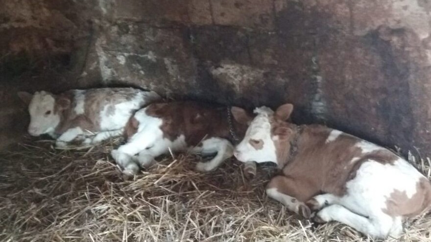 Krava Mica otelila trojke