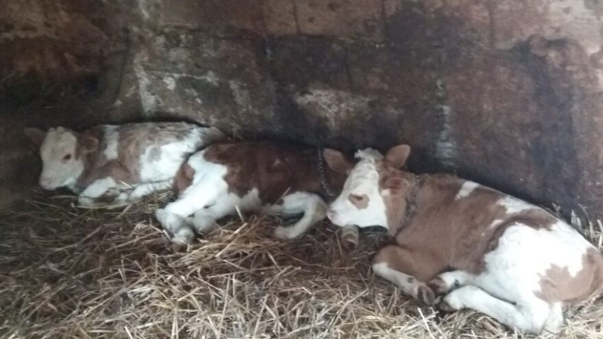 Krava Mica otelila trojke