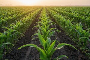 Trostruko rješenje protiv korova u kukuruzu