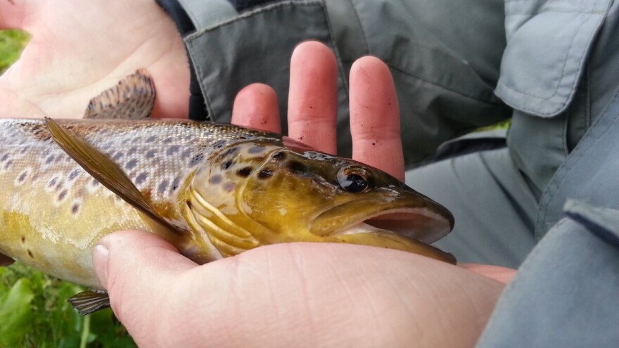 SRD Breza: U akciji poribljavanja pustili 20.000 potočnih pastrmki