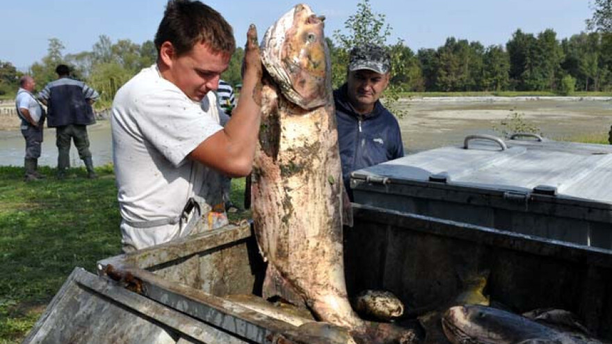 Viroza poharala jakšičke ribnjake