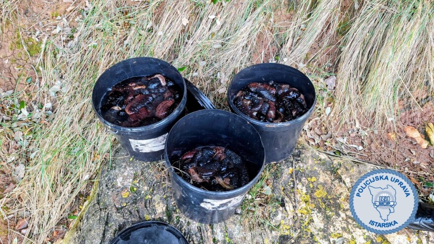 Nezakonito izlovio više od 100 kilograma trpova, slijedi mu kaznena prijava