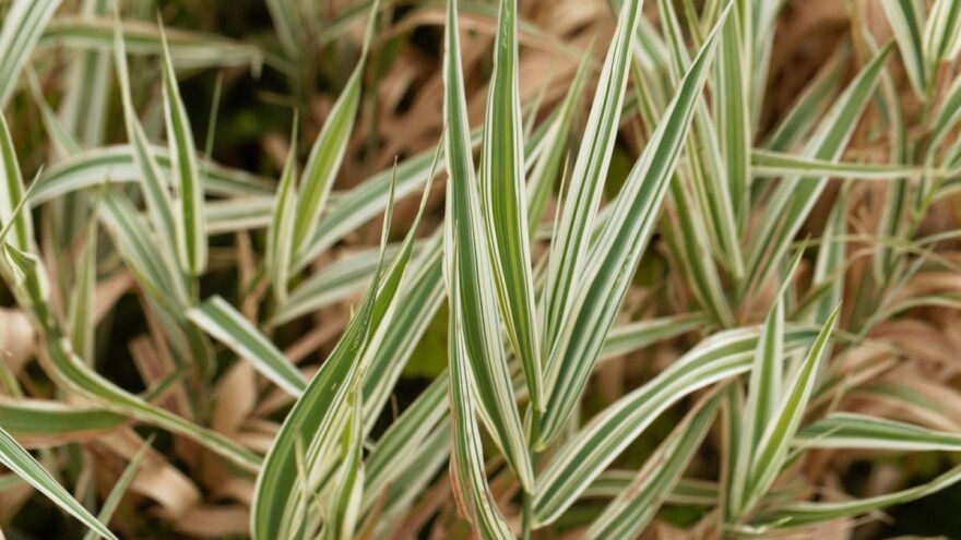 Tokavica  - trava za ukras, ali i za ishranu stoke