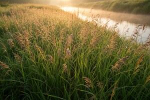 Trstika - trava za ukras, ali i za hranidbu stoke