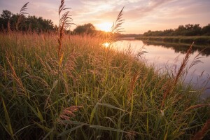 Trstika - trava za ukras, ali i za ishranu stoke