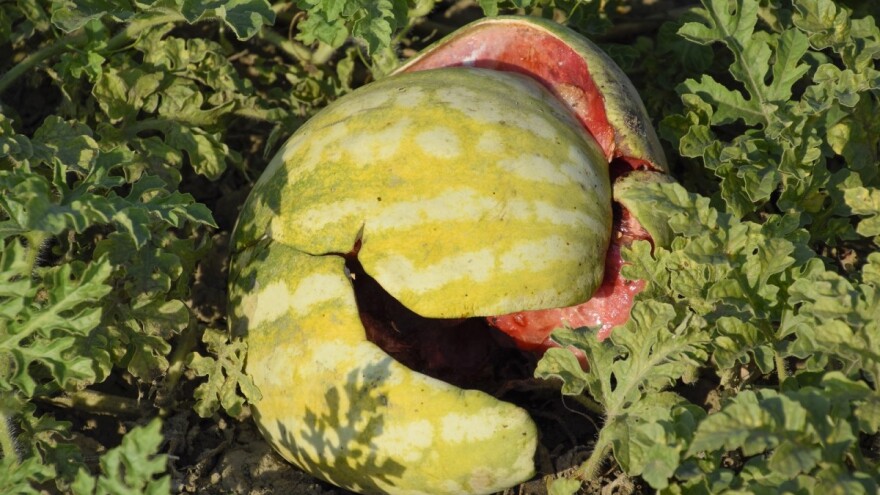 Šabac: Lubenice istrulile zbog kiše