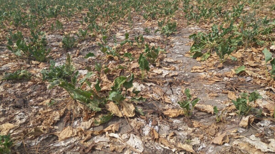 Kako smanjiti trulež šećerne repe?