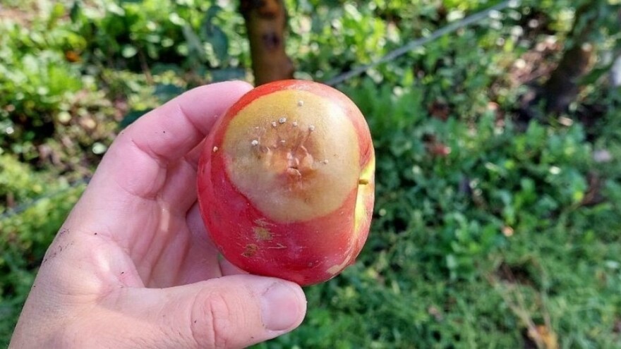 Trulež ploda jabuka - čest problem pre i tokom berbe, čime štititi voće?