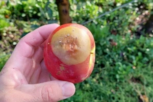 Trulež ploda jabuka - čest problem prije i tokom berbe, čime štititi voće?
