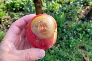 Trulež ploda jabuka - čest problem prije i tokom berbe, čime štititi voće?