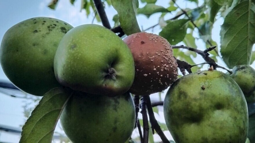 Kreće berba jabuka: Mumificirane plodove ne ostavljajte u voćnjaku