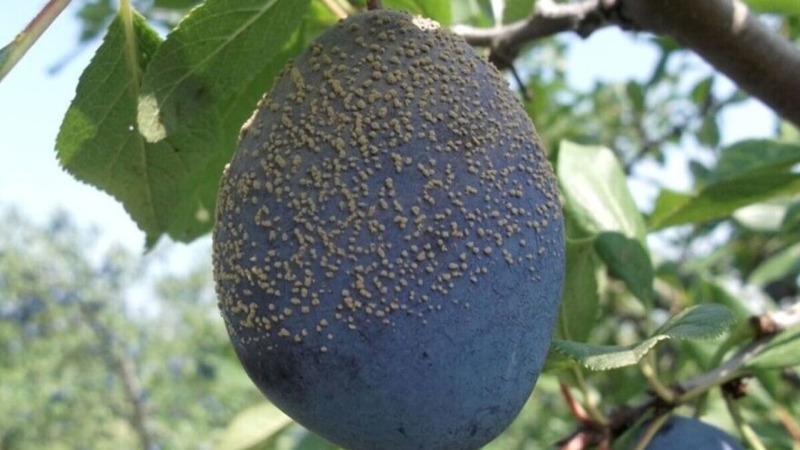 Borba protiv smeđe truleži: Koristite novu ambalažu tokom berbe