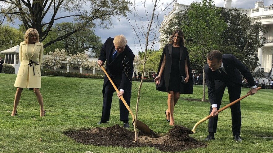 Sjećate se hrasta kitnjaka kojega su zajedno posadili Trump i Macron? Osušio se