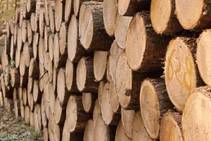 Vlade se složile - zabranjuju izvoz trupaca i uvode takse