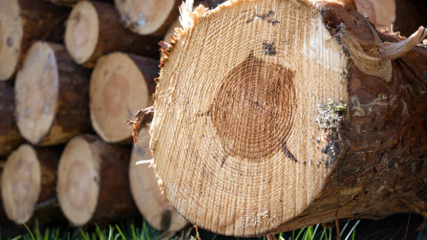 Ukrali 45 trupaca, otkrili ih u akciji "Šuma"