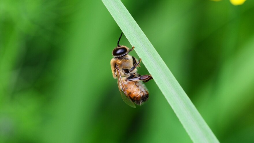 Trutovi osetljiviji na bolesti od medonosnoh pčela