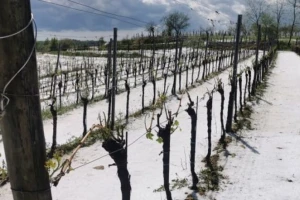 Tuča veličine oraha poharala središnju Istru, štete u poljoprivredi i do 100%