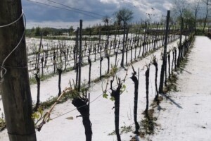 Tuča veličine oraha poharala središnju Istru, štete u poljoprivredi i do 100%