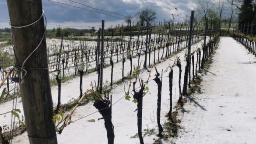 Tuča veličine oraha poharala središnju Istru, štete u poljoprivredi i do 100%