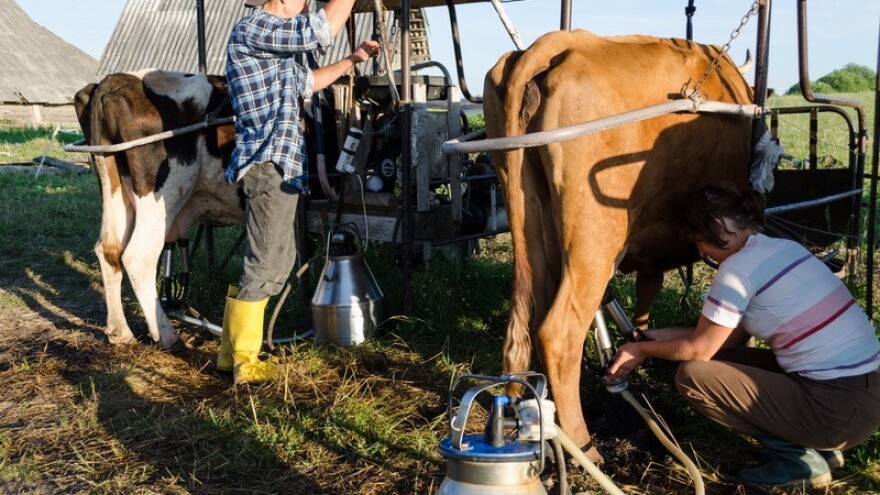 Pad svjetskih cijena mlijeka za čak 50 posto!