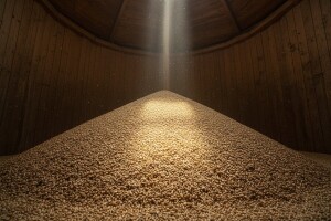 Tržište pod pritiskom velikih zaliha žitarica