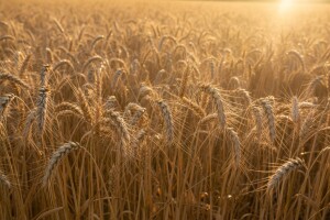 Tržište pšenice raste, a rekordni prinosi iznenađuju