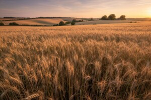 Tržište pšenice raste, a rekordni prinosi iznenađuju