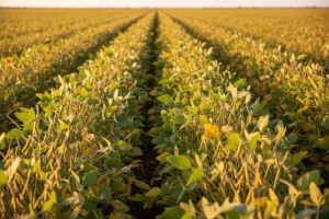 Tržište soje raste velikim stopama