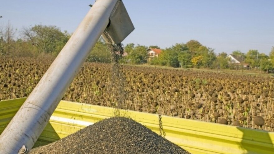 Poplave podižu cijenu uljarica?