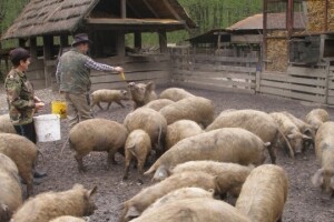 U EU projektu očuvanja gena i HR pasmine svinja