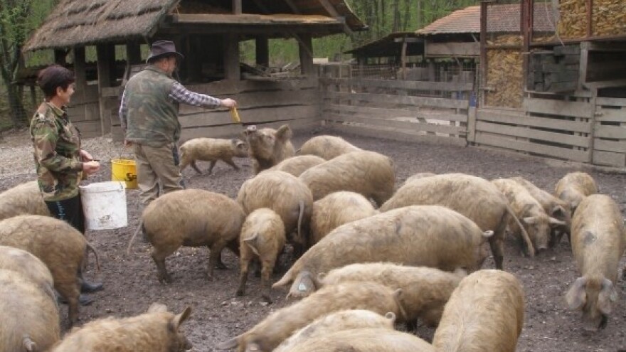 U EU projektu očuvanja gena i HR pasmine svinja