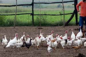 TTIP: Noćna mora EU poljoprivrede